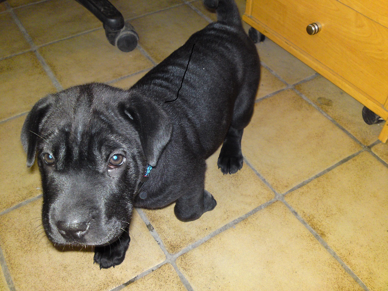 Pei (Labrador, Shar Pei) Labrador Shar Pei 